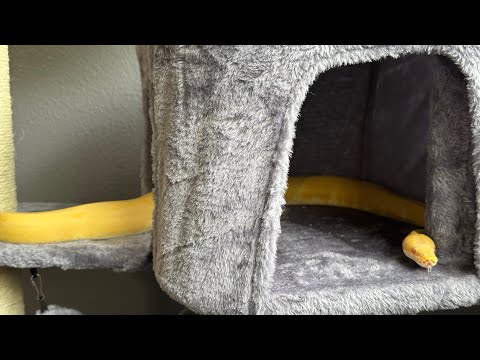 My snakes get a cat tree: Ball Python Edition and Whimsical Narration