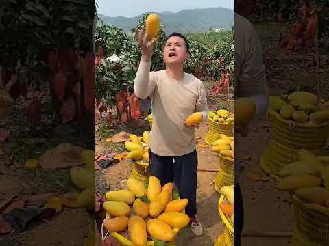Fruit Fruitcutting Farming Vegetables Garden