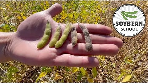 Soybean School: Managing uneven maturity at harvest