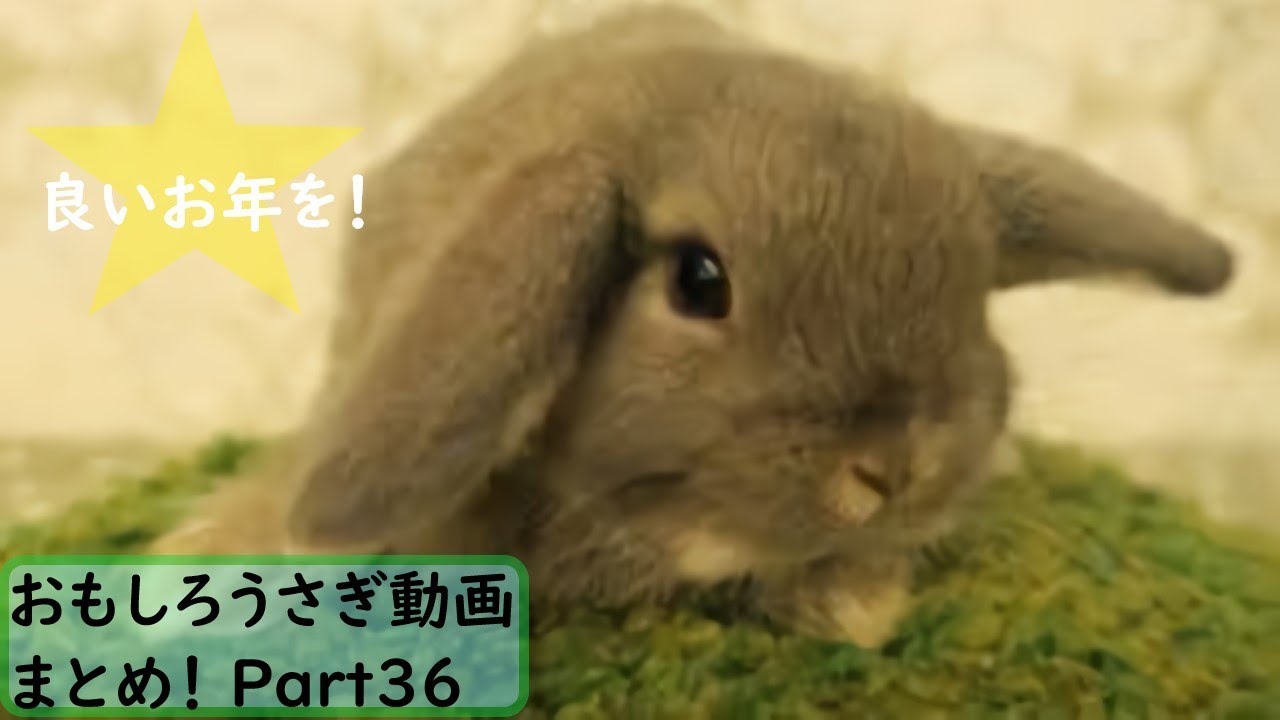 面白 うさぎ おもしろうさぎ動画まとめ 1 かわいい Youtube