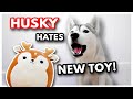 HUSKY HATES her NEW SQUISHY TOY! | She attacks it!