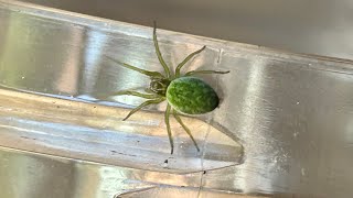 New Species of UK Spider (I think I discovered one) - Outdoor Adventure by Whitey Exotics 303 views 7 months ago 12 minutes, 27 seconds