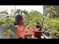(Clip 13) vườn Đành Nguyễn #0932865761 giao lưu cây cảnh giá rẻ