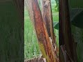 Suasana Persawahan Didesaku #musica #remix #viralvideo #music #musikvlog #vlog #sawah #petani#shorts