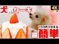【インスタ映え】150円で出来る犬用ケーキの作り方【超簡単】