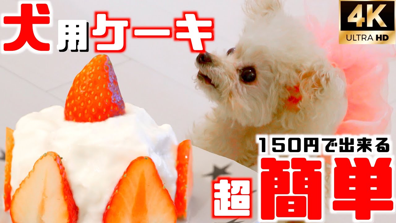 インスタ映え 150円で出来る犬用ケーキの作り方 超簡単 Youtube インスタ映え 150円で出来る犬用ケーキの作り方 超簡単 Youtube