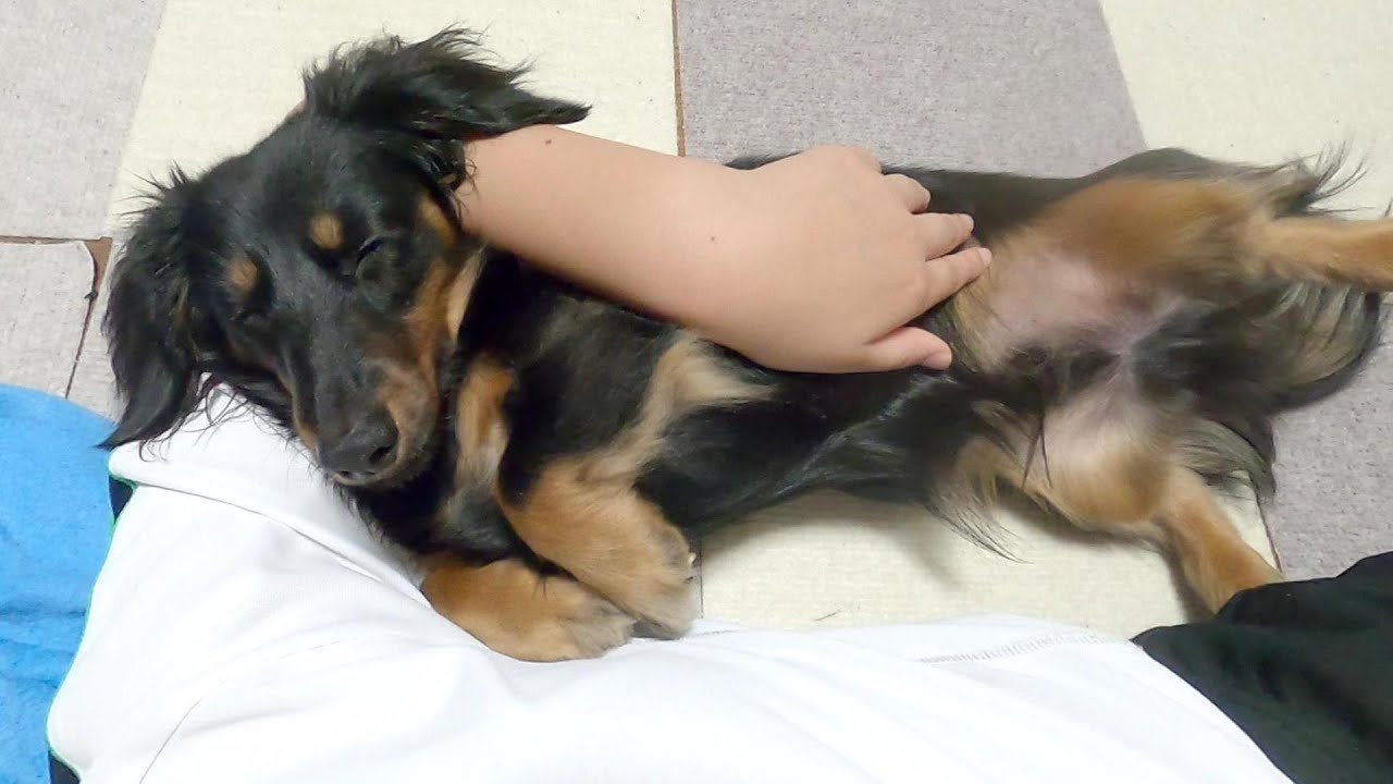 腕枕で寝る犬 カニンヘンダックスプルートの日常動画 Dachshund Youtube