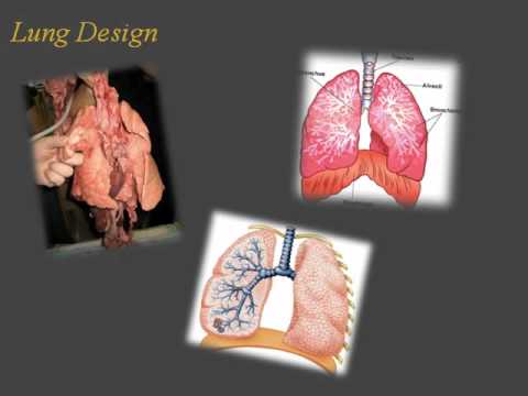 Respiratory System Slide Video - YouTube