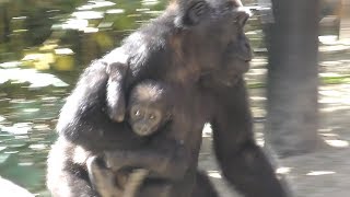 【京都市動物園】ゲンタロウがキンタロウを略奪　Gentaro looted Kintaro