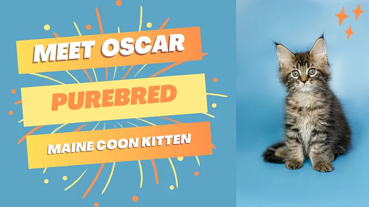 Video 3497151: purebred maine coon kitten, purebred kitties, kitten home