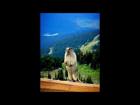 Beaver (Marmot) scream meme - Sound effect