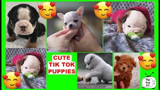 The Cutest Puppies on Tik Tok!