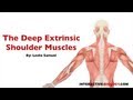 Deep Extrinsic Shoulder Muscles Quiz