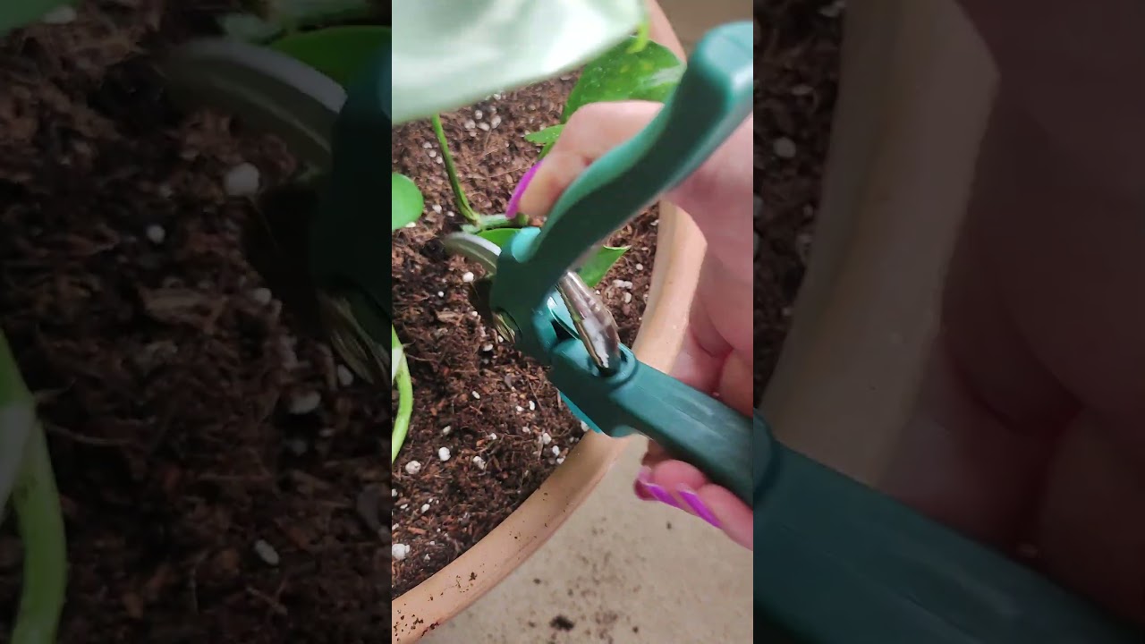 🦟Thrips Are Dicks🦟 