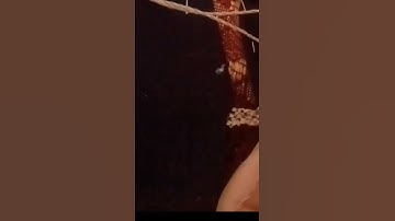 اروع صوت القارئ المغربي إلياس حجري ماشالله تبارك الله