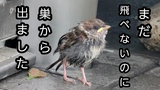 懸命にヒナを育てる母雀【PIPIPI の雀日記】