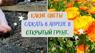 Какие цветы сажать в апреле в открытый грунт.💐