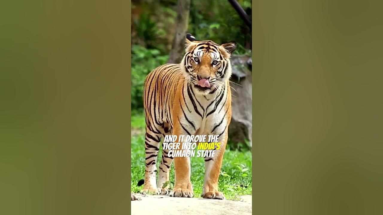 The DEADLIEST Man-Eating TIGER in History | The Champawat Tiger - YouTube