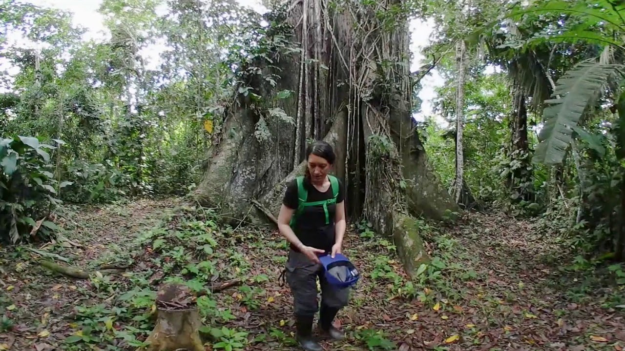VR 360: Tour the Amazon Jungle with Amazon Wildlife Peru - Cusco - YouTube