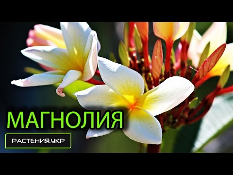 Video: Magnolija Velikocvetna (24 Fotografij): Opis Grandiflore, Gojenje Doma, Sajenje In Nega, Razmnoževanje