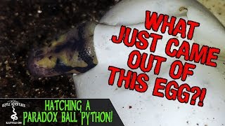 HATCHING A PARADOX BALL PYTHON! (what is a paradox?)