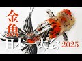 第31回金魚日本一大会　2025年10月26日開催　金魚品評会（愛知県弥富市）