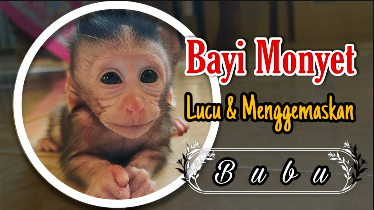 Newborn Baby Monkey Is Very Cute And Adorable Youtube