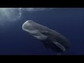 Sperm Whales Dealing : With The Unexpected - Wildlife Documentary