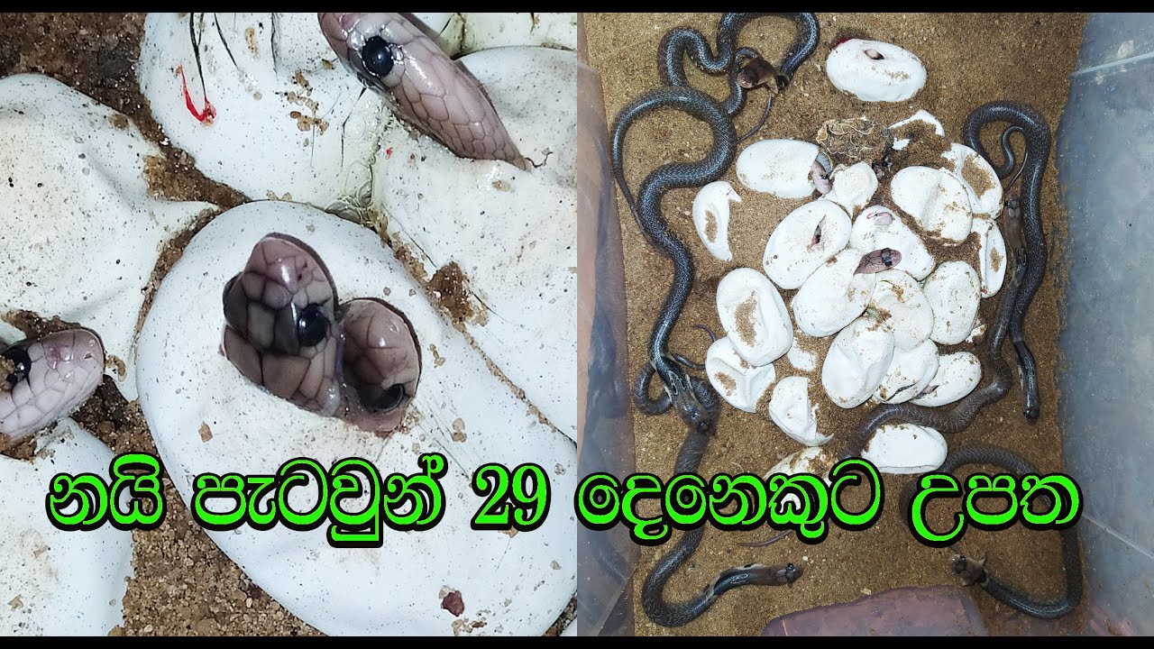 Twenty-nine baby cobras were born