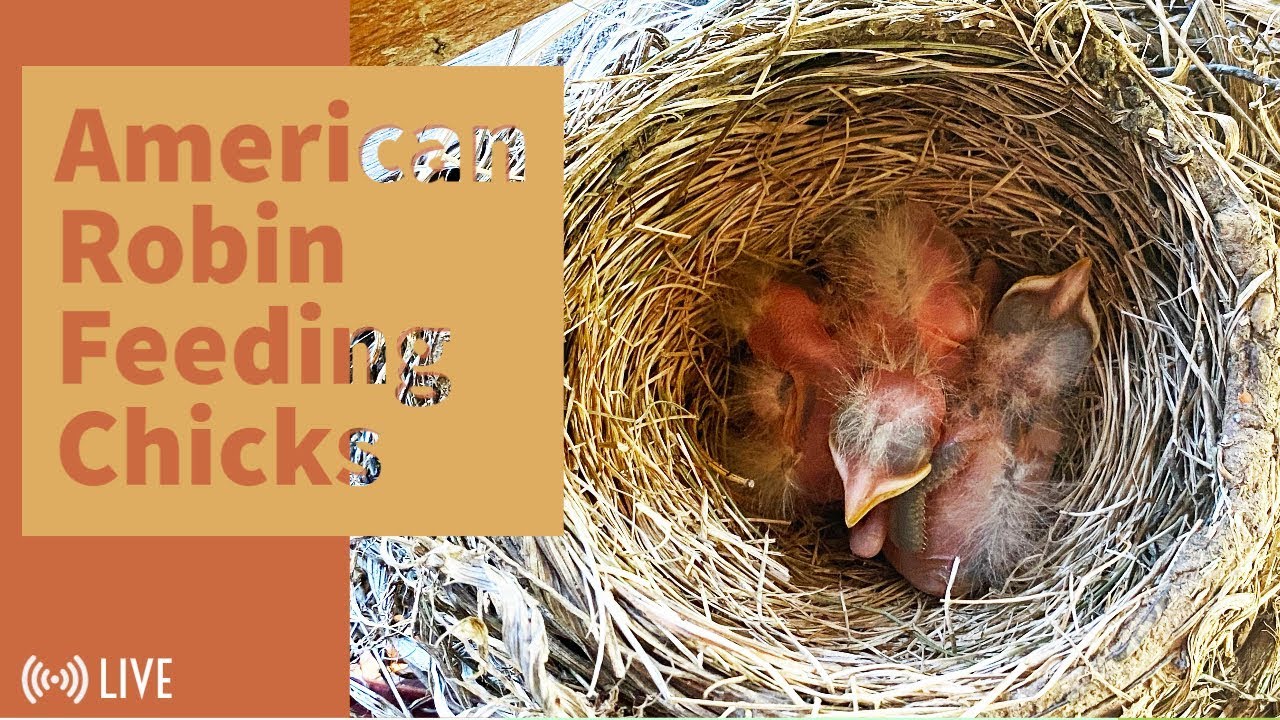 Watch Live American Robin Feeding Chicks 05/15/2020 YouTube