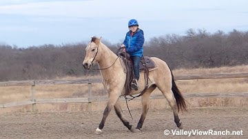 Snecom Blue - quick warm up and working the flag! - ValleyViewRanch.net