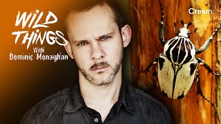 The Giant White Goliath Beetle | Wild Things with Dominic Monaghan | Cameroon (Season 1 Episode 3)