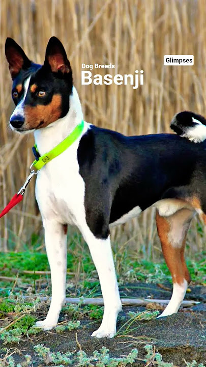 Dog Video