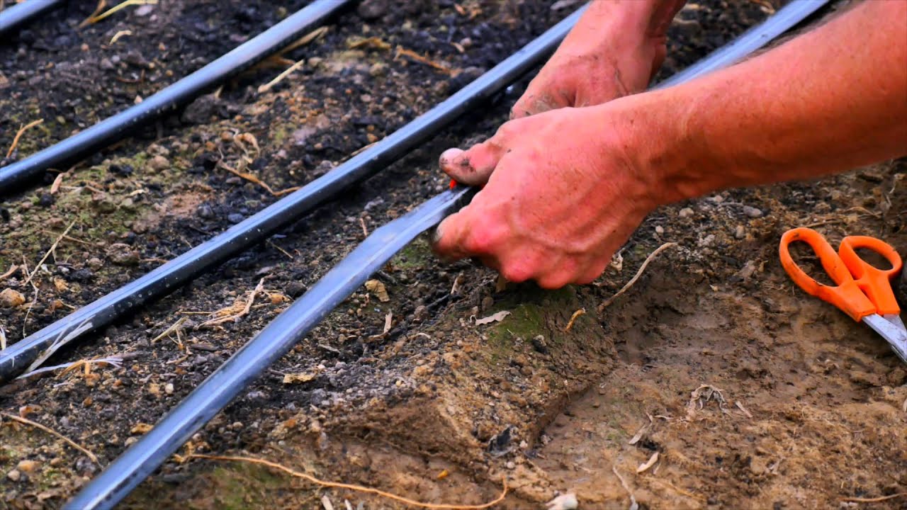 Drip Irrigation Basics for Hoophouse Production