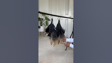 How I trim my dogs paws ✂️ sling from @sirius-alpha #pomeranian #dog