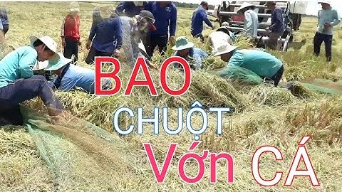Cắt lúa miền tây. Bao bằng vớn cá bắt chuột đồng.minh khôi vlogs