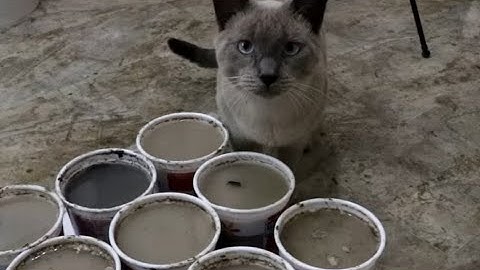 Effect of Biochar Particle Size On Plant Growth Part 1