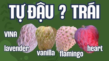 MÃNG CẦU MỚI tự đậu trái khác nhau thế nào??