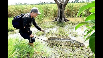 Kích cá ếch lươn nơi biên giới lần đầu tới biên giới.toàn cá khũng 1 ngày sách về không nổi luôn