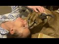 Gosha Loves to Stay with Elena : Big Floppa #caracal