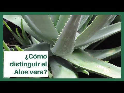 Cómo es la flor del Aloe vera? | Jardineria On