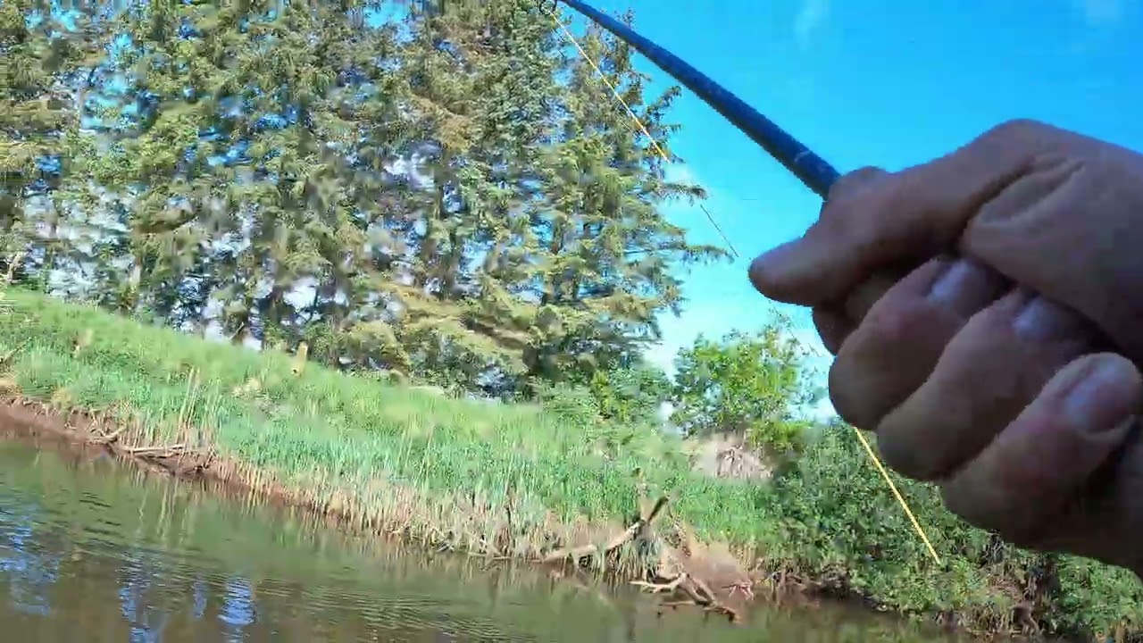 Majlaks. Fra 2023. Over en meter. :) på enhånds sage r8core 7100