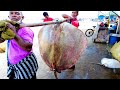 Huge 350 Pound Tiger Ray Fish Cutting And Cleaning | Fishing Life Sri Lanka