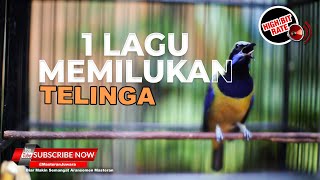 🔴 1 LAGU Memekakan Telinga Juri Masteran Pukulan Cucak Cungkok Gacor  Full Ak-47