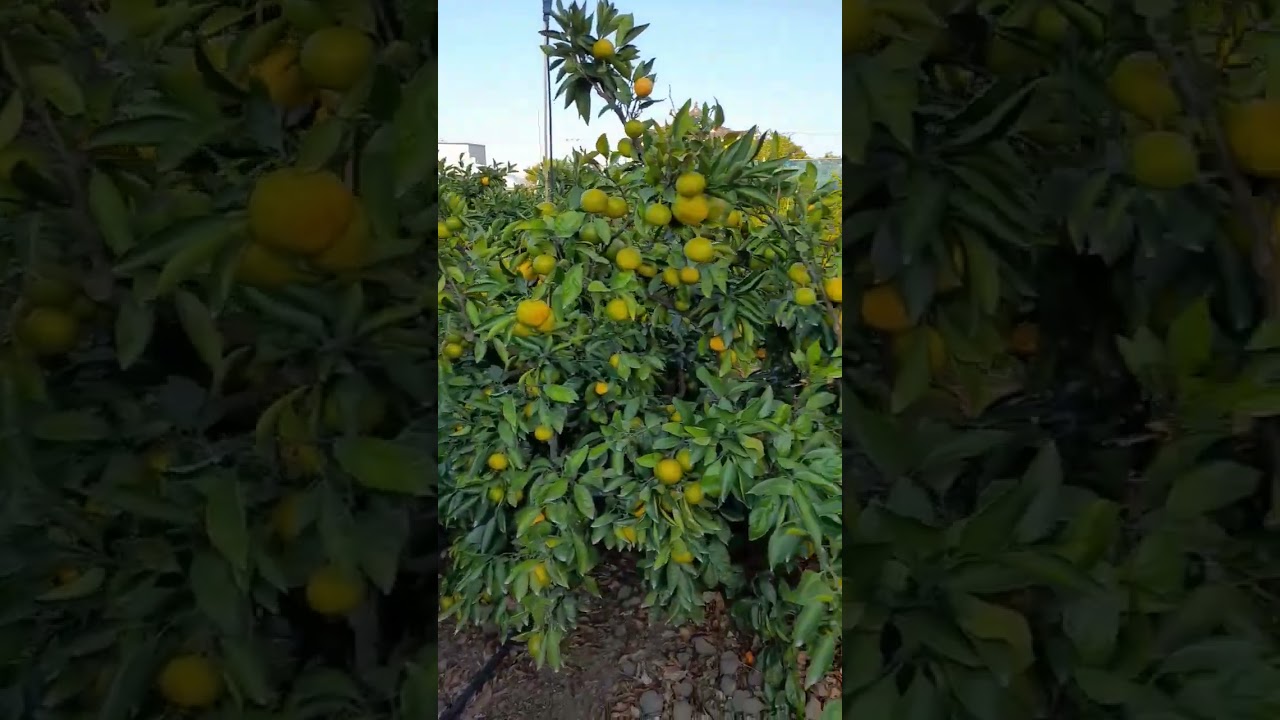 Orange picking farm Jeju 