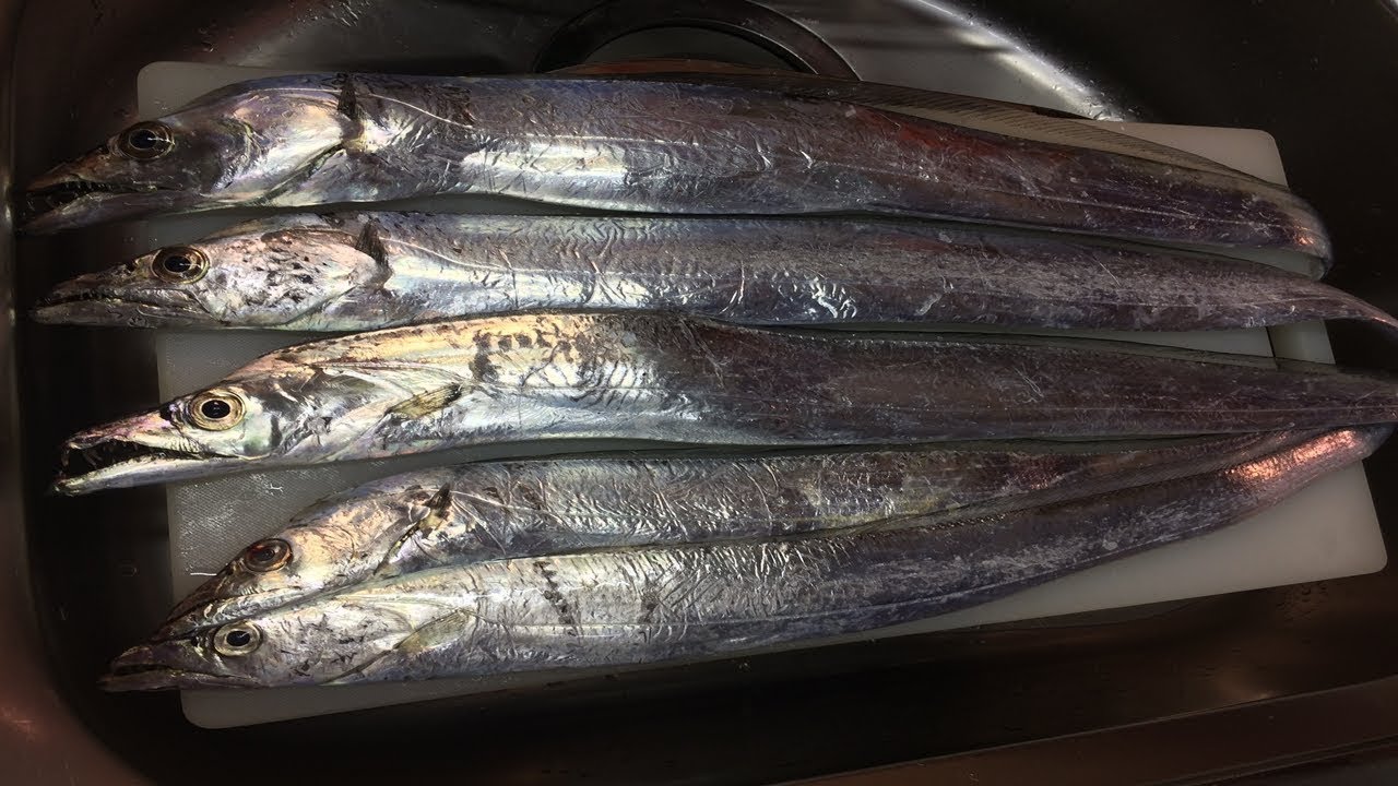 太刀魚釣りのルアーおすすめランキング11選 選び方や使い分けのポイントを解説 ランキングまとめメディア 太刀魚釣りのルアーおすすめランキング11選 選び方や使い分けのポイントを解説 ランキングまとめメディア