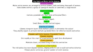 Vertical Columns (Motor Cortex). Chapter 56 part 5 Guyton and Hall Physiology.