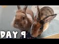 Bunny Advent Calendar || Day 9