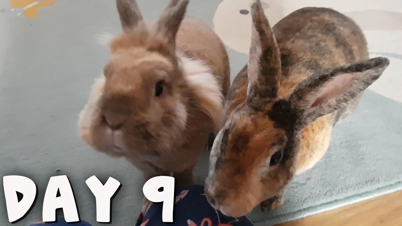 bunny-advent-calendar-day-9-youtube
