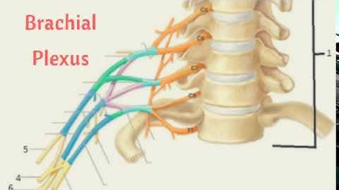 The anatomy of brachial plexus powerpoint presentation